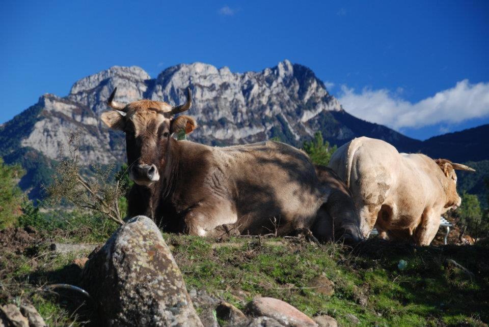 Apartamentos Pirineos Ordesa El Pueyo de Araguás Exterior foto